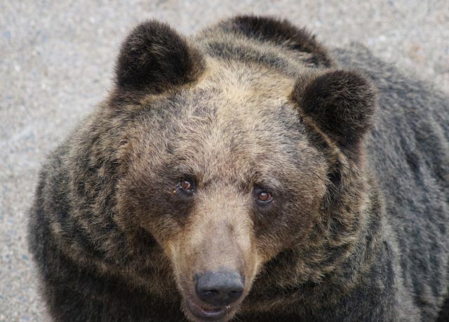 生態等 ヒグマ研究室