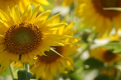 20140815_hmw_008