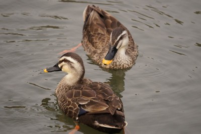 20150412_010