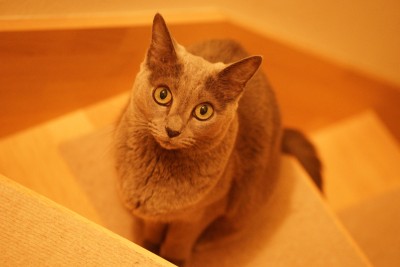 201512_15_001
