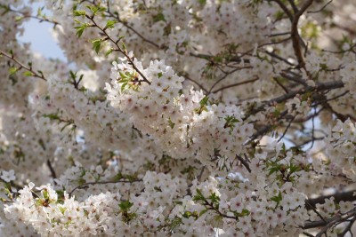 20160330_003
