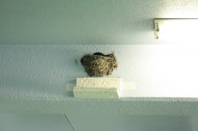 gall_kng2013_16