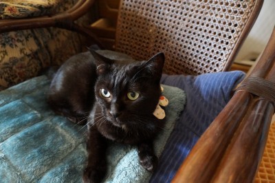 repo_cat2013_001
