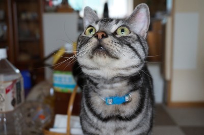 repo_cat2013_002