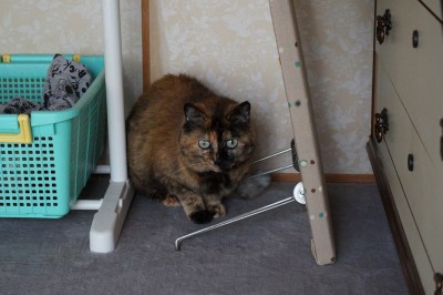 repo_cat2013_003