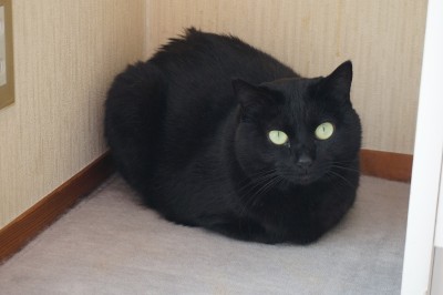 repo_cat2013_004