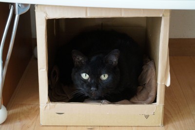 repo_cat2013_005