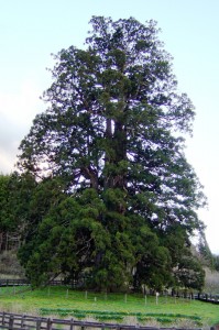 sugisawa_007