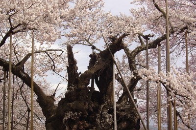 yamataka_001